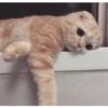 ️Gatitos uwu 2 21