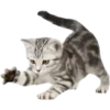 Miau Chat 20