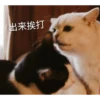 花花与三猫表情包 19