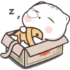 N
Cat