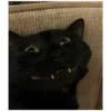 ️Gatitos uwu 2 22