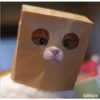 kaifolog.ru