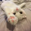 ️Gatitos uwu 2 24