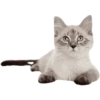 Miau Chat 22