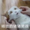 花花与三猫表情包 21