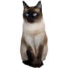 Miau Chat 24