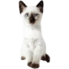 Miau Chat 25