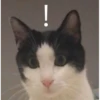 花花与三猫表情包 23