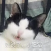 花花与三猫表情包 26
