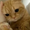 ️Gatitos uwu 2 27