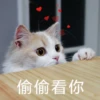 花花与三猫表情包 27