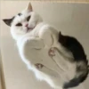 ️Gatitos uwu 2 28