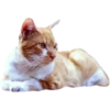 Miau Chat 29