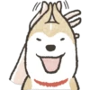 Dog Shiba Inu 28