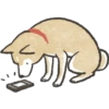 Dog Shiba Inu 29