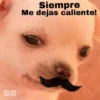 🐕PERRITO TOXICO2🐕 6
