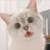 Gatito UwU 5
