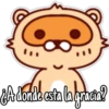 🦝Raccoon  cute🦝🇲 2
