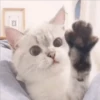 Gatito UwU 6