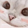 Gatito UwU 7