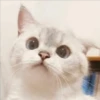 Gatito UwU 8