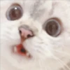 Gatito UwU 9