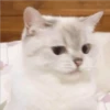 Gatito UwU 10