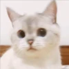 Gatito UwU 11