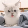 Gatito UwU 12
