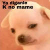 🐕PERRITO TOXICO2🐕 8