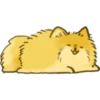 Perrito Pomerania 6