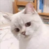 Gatito UwU 13