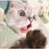 Gatito UwU 14
