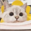 Gatito UwU 15