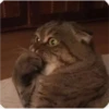 Animales2 7