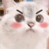 Gatito UwU 16