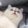 Gatito UwU 17