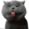 Cats 2 5