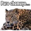 Puro chamuy....