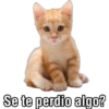 Se te perdio algo?