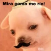 🐕PERRITO TOXICO2🐕 14
