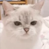 Gatito UwU 18