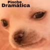 🐕PERRITO TOXICO2🐕 16