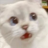 Gatito UwU 19
