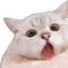 Cats 2 6