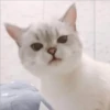 Gatito UwU 20
