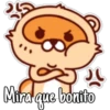 🦝Raccoon  cute🦝🇲 10