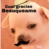 🐕PERRITO TOXICO2🐕 18