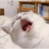 Gatito UwU 21