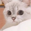 Gatito UwU 22